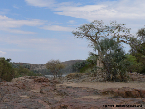 z Epupa Falls -  baobabs (5)